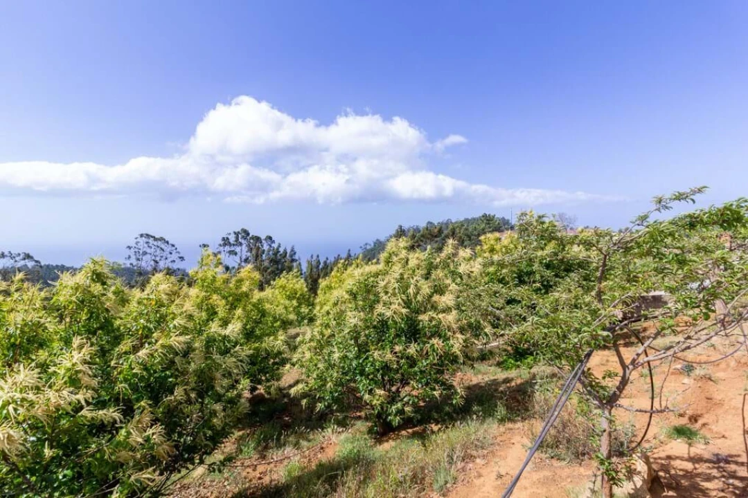 Terreno para Venda em Prazeres Foto 7