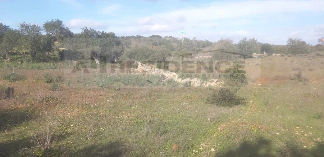 Terreno Agricola ou Rústico para Venda em Ferreiras Foto 7