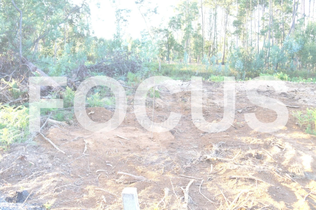 Terreno Agricola ou Rústico para Venda em Oiã Foto 3