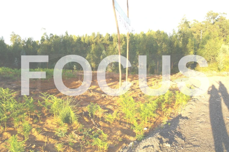 Terreno Agricola ou Rústico para Venda em Oiã Foto 1