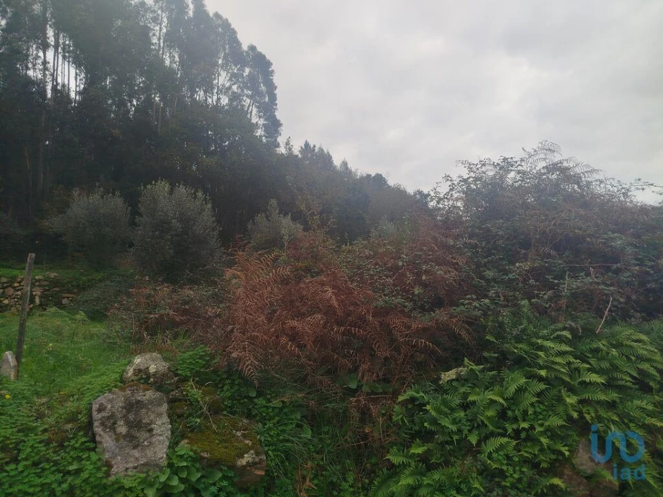 Terreno para Venda em Penacova Foto 2