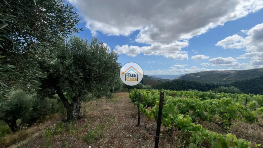 Terreno para Venda em Andrães Foto 13