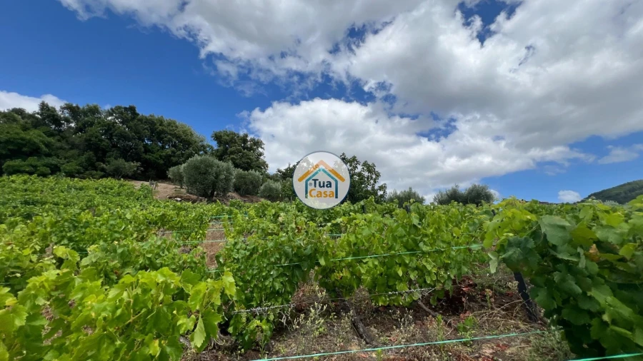 Terreno para Venda em Andrães Foto 9