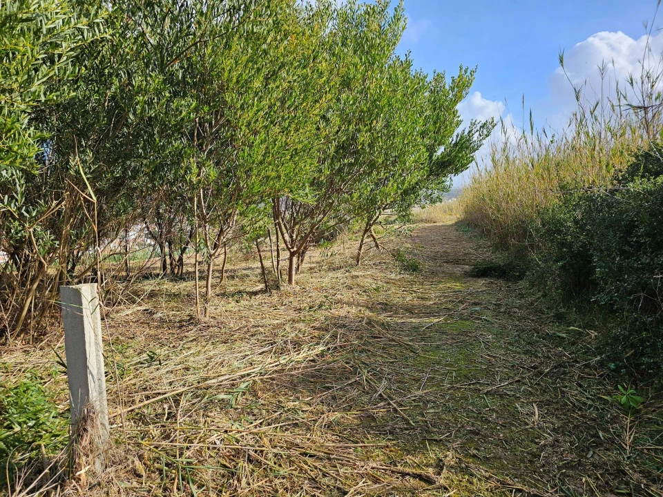 Terreno para Venda em Foz do Arelho Foto 8