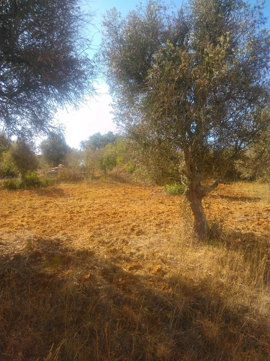 Terreno para Venda em Porches Foto 2