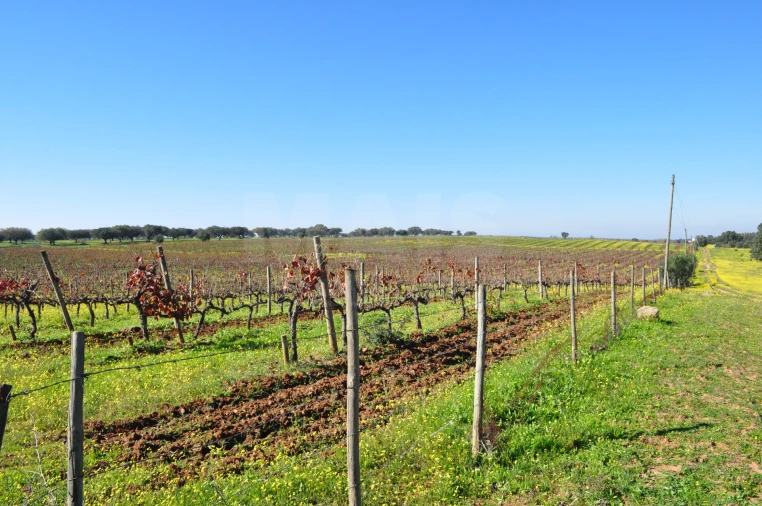 Quinta para Venda em Reguengos de Monsaraz Foto 2