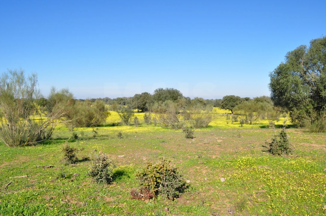 Quinta para Venda em Reguengos de Monsaraz Foto 3