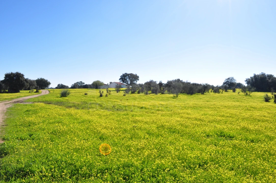 Quinta para Venda em Reguengos de Monsaraz Foto 7