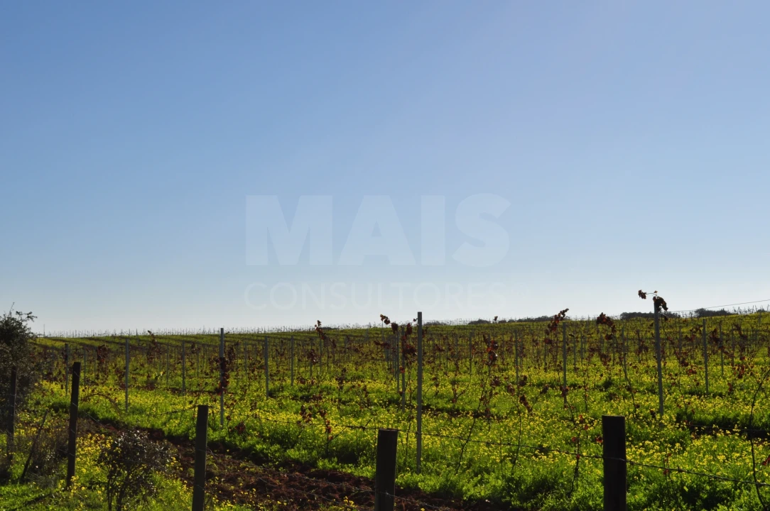 Quinta para Venda em Reguengos de Monsaraz Foto 1