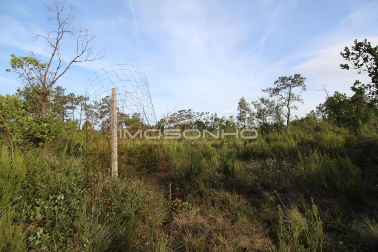 Terreno para Venda em Pedreiras Foto 17