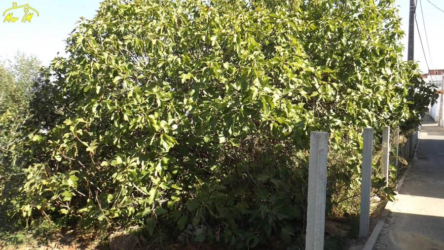 Terreno para Venda em Portimão Foto 8