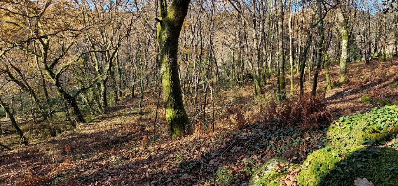 Quinta para Venda em Mosteiro Foto 22