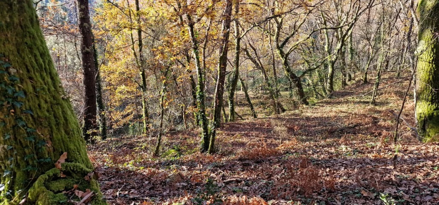 Quinta para Venda em Mosteiro Foto 20