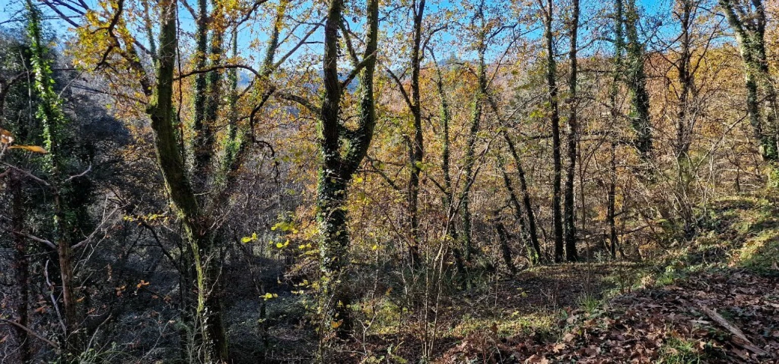 Quinta para Venda em Mosteiro Foto 23