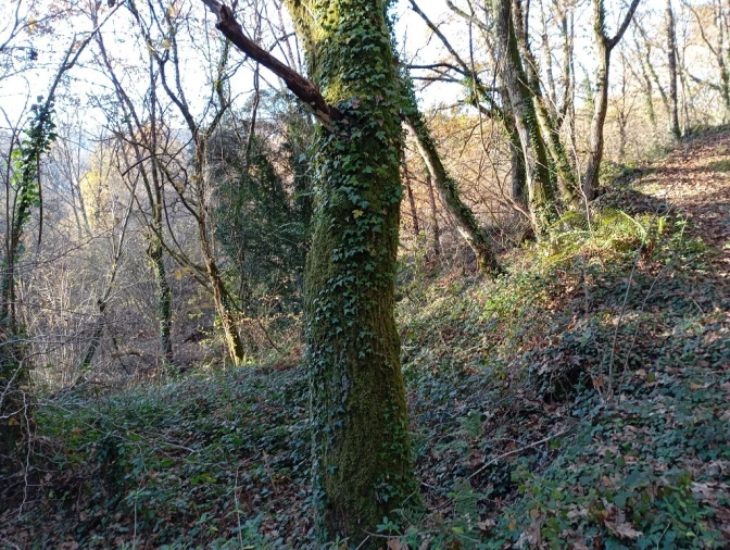 Quinta para Venda em Mosteiro Foto 17