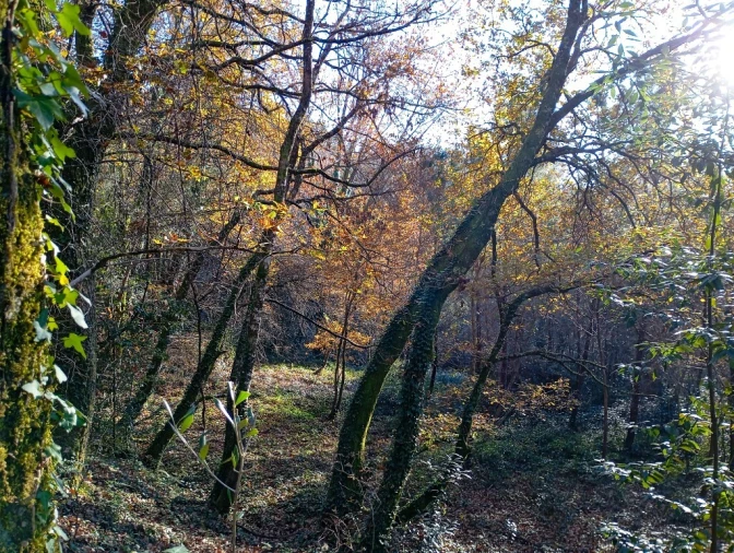 Quinta para Venda em Mosteiro Foto 14