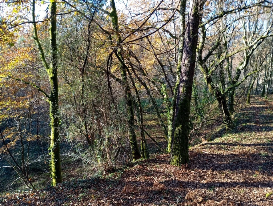 Quinta para Venda em Mosteiro Foto 15