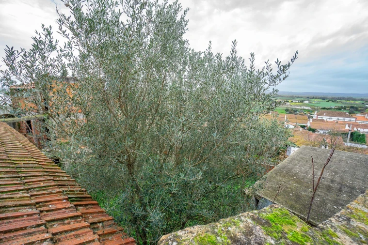 Armazém para Venda em Chamusca e Pinheiro Grande Foto 4