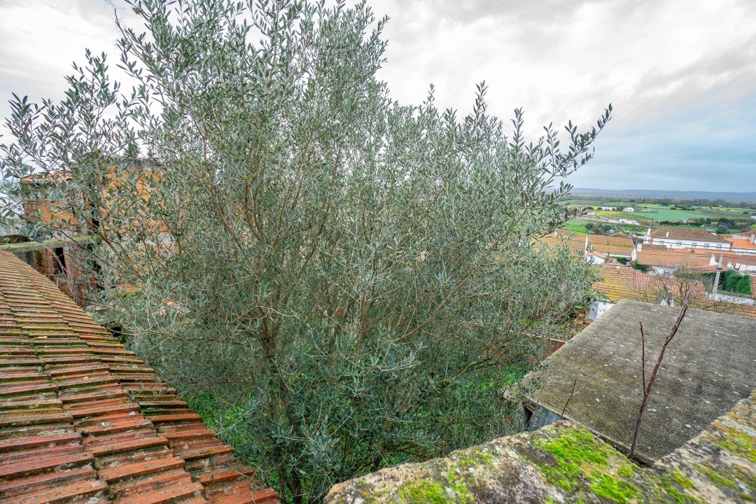 Armazém para Venda em Chamusca e Pinheiro Grande Foto 4