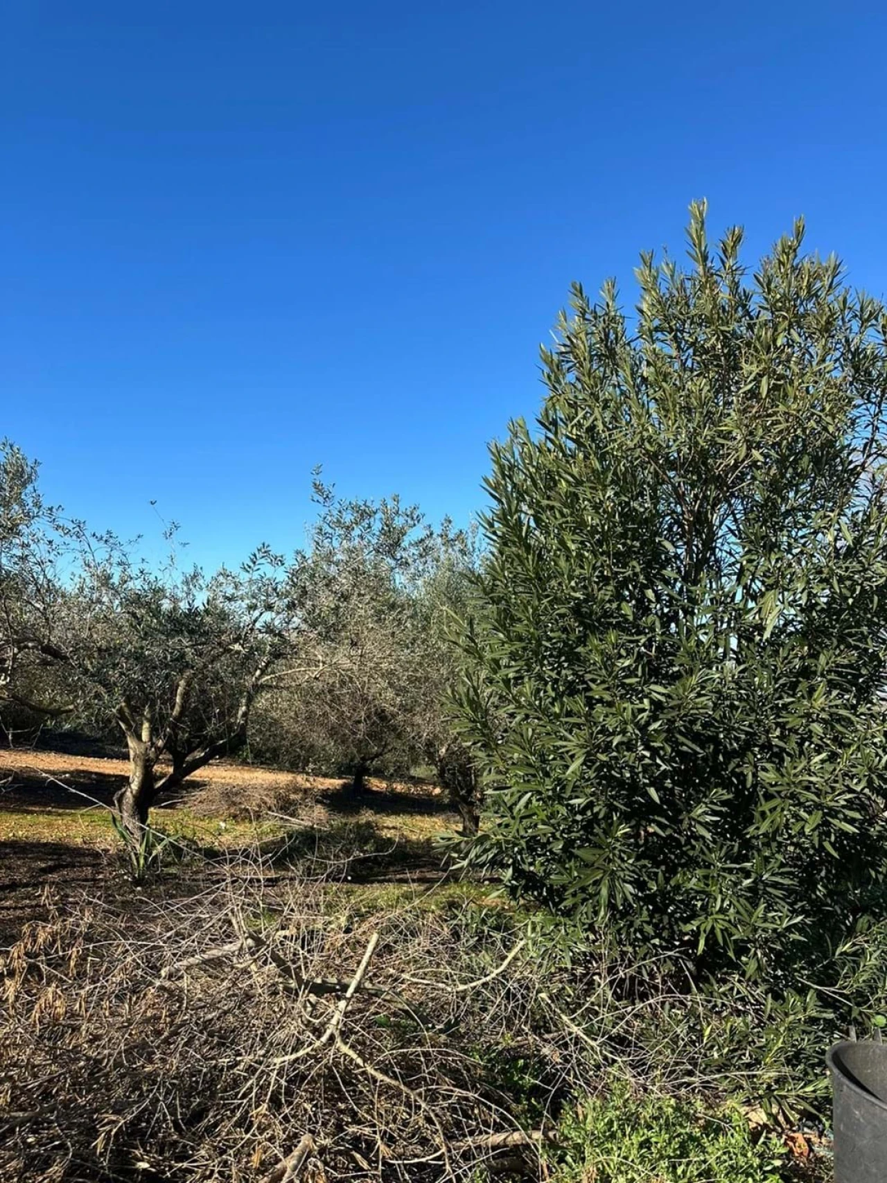 Apartamento T6 para Venda em Lagoa e Carvoeiro Foto 15
