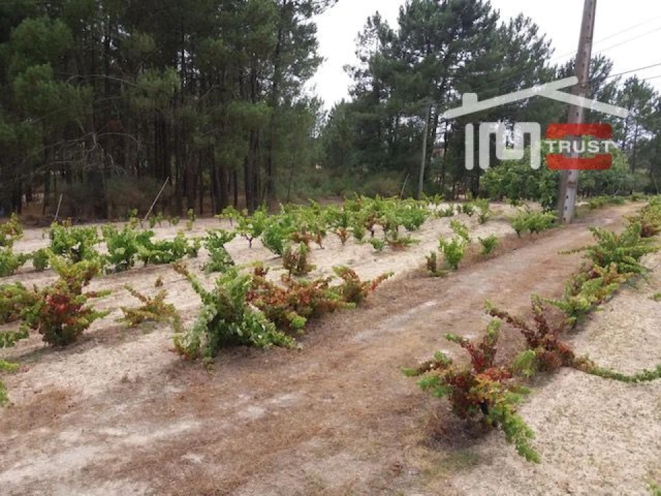 Terreno para Venda em Biscainho Foto 5