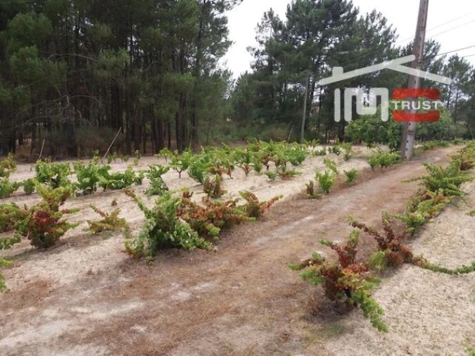 Terreno para Venda em Biscainho Foto 5