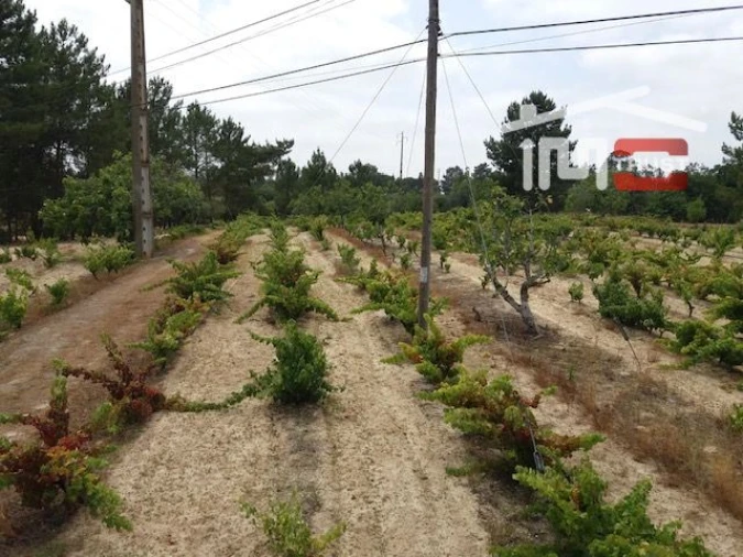 Terreno para Venda em Biscainho Foto 7