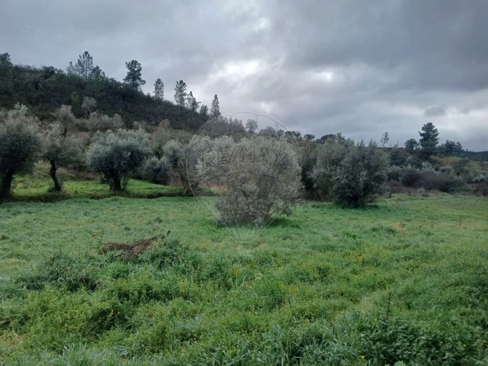Moradia T2 para Venda em Proença-A-Nova e Peral Foto 20