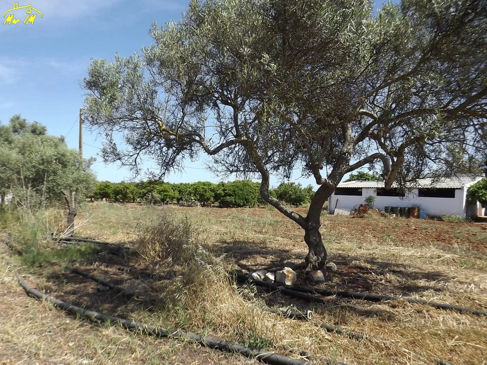 Terreno para Venda em Conceição e Cabanas de Tavira Foto 13