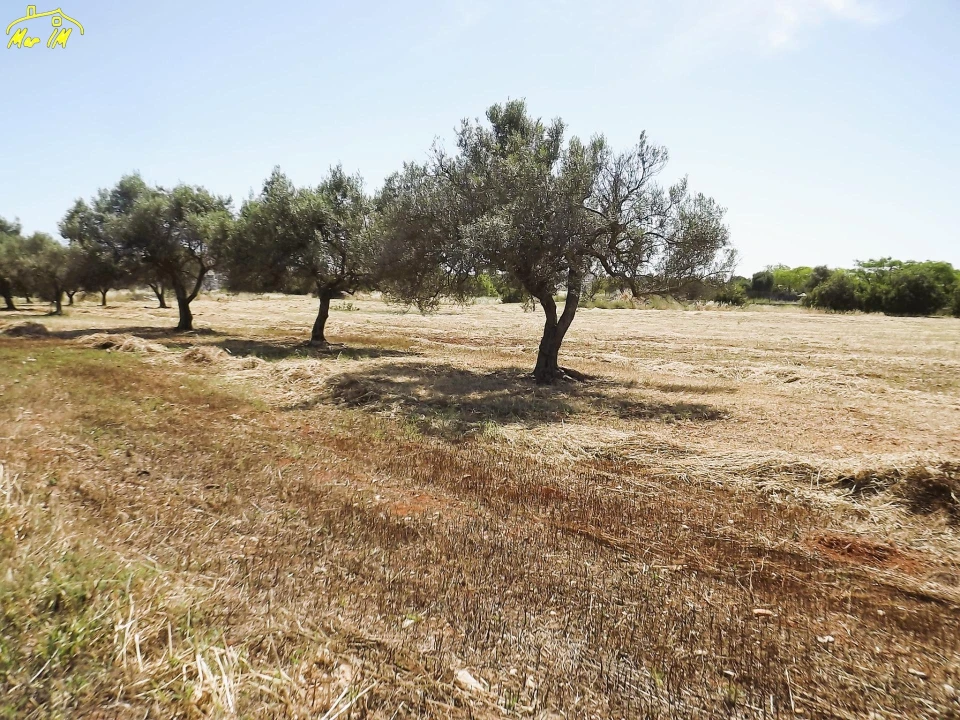 Terreno para Venda em Conceição e Cabanas de Tavira Foto 18