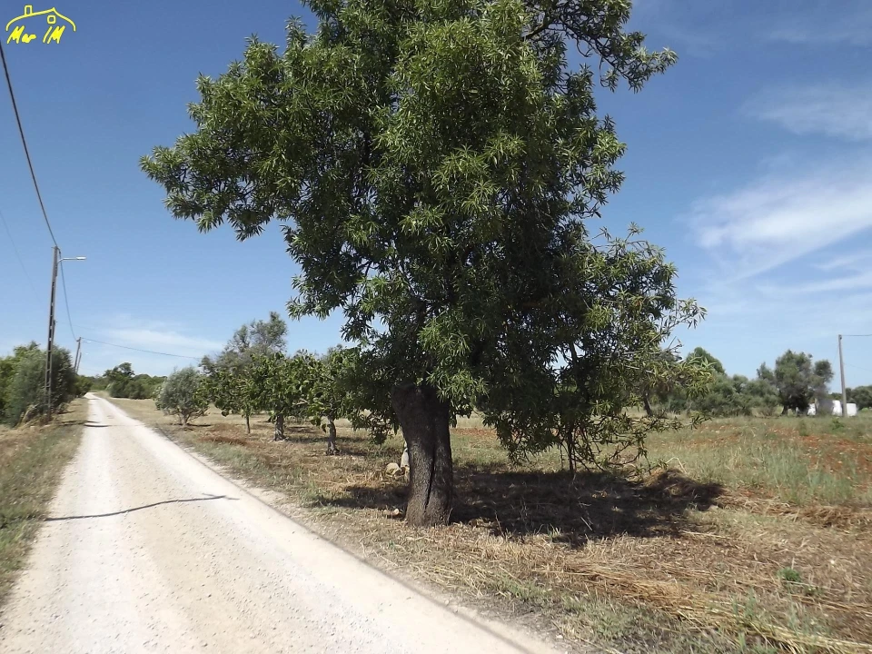 Terreno para Venda em Conceição e Cabanas de Tavira Foto 19