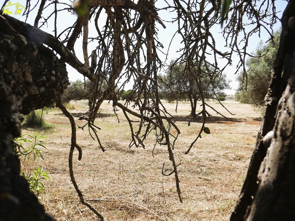 Terreno para Venda em Conceição e Cabanas de Tavira Foto 23