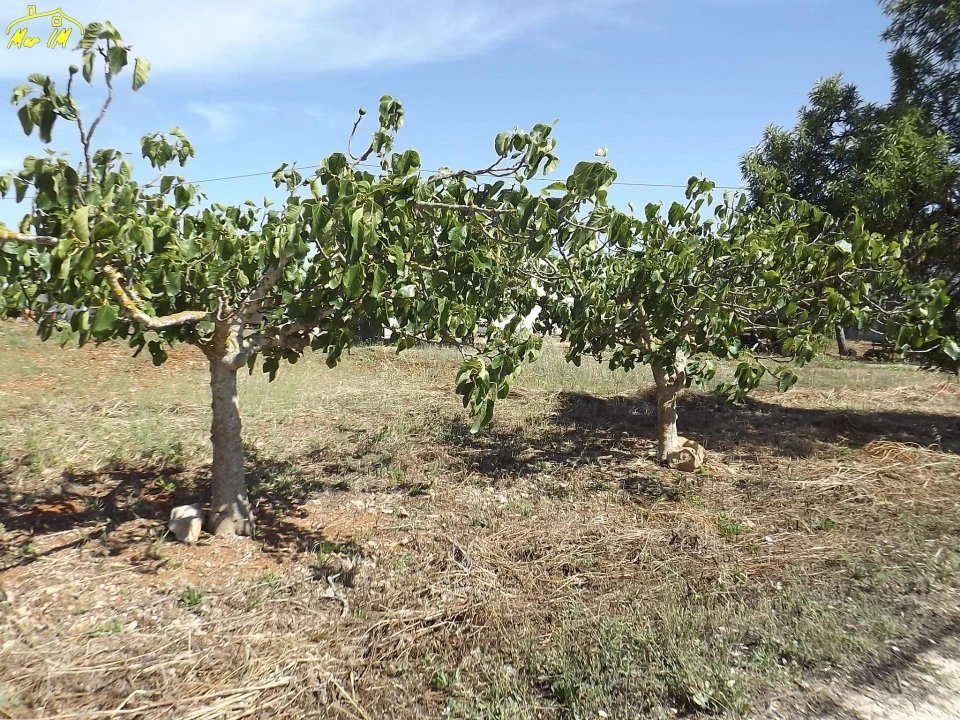 Terreno para Venda em Conceição e Cabanas de Tavira Foto 42