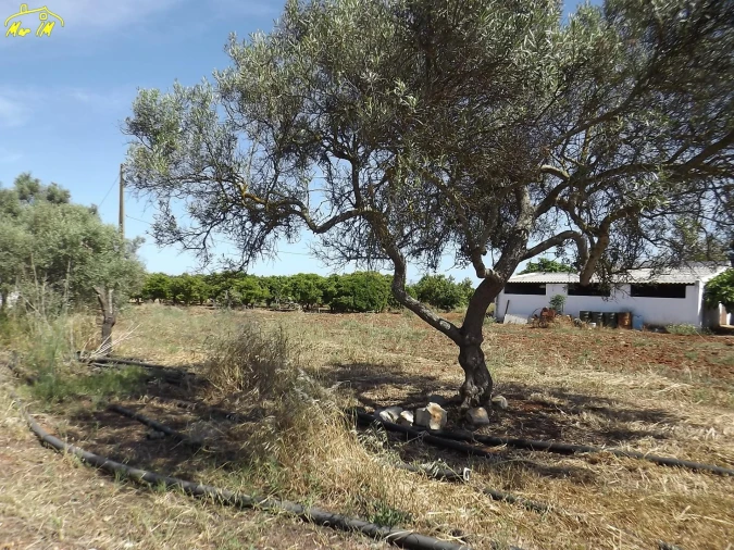 Terreno para Venda em Conceição e Cabanas de Tavira Foto 13