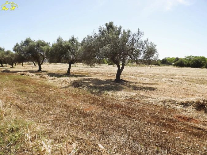 Terreno para Venda em Conceição e Cabanas de Tavira Foto 18