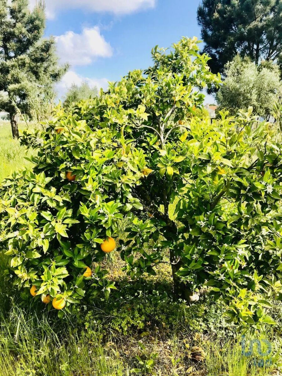 Terreno para Venda em Palmela Foto 5