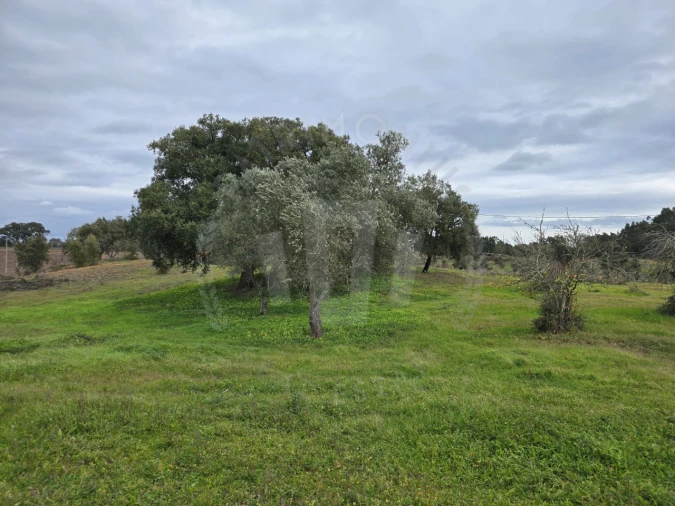 Quinta T3 para Venda em São Domingos e Vale de Água Foto 6
