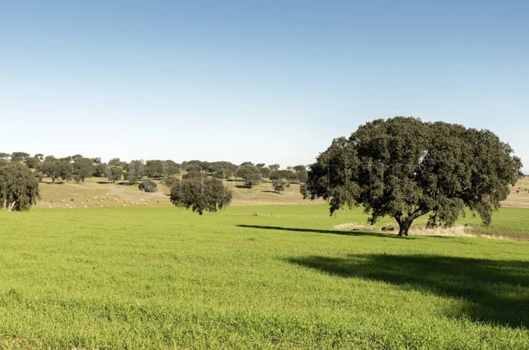 Quinta T8 para Venda em Santa Maria do Castelo e Santiago e Santa Susana