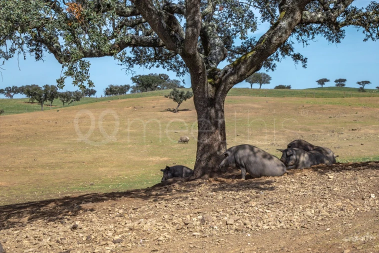 Quinta T8 para Venda em Santa Maria do Castelo e Santiago e Santa Susana Foto 3