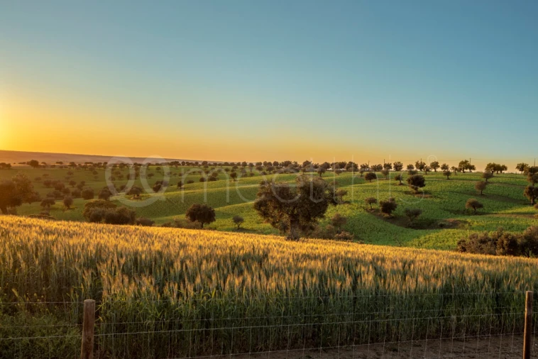 Quinta T8 para Venda em Santa Maria do Castelo e Santiago e Santa Susana Foto 5