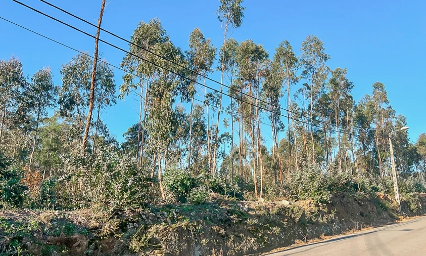 Terreno para Venda em Viatodos, Grimancelos, Minhotães, Monte Fralães Foto 5