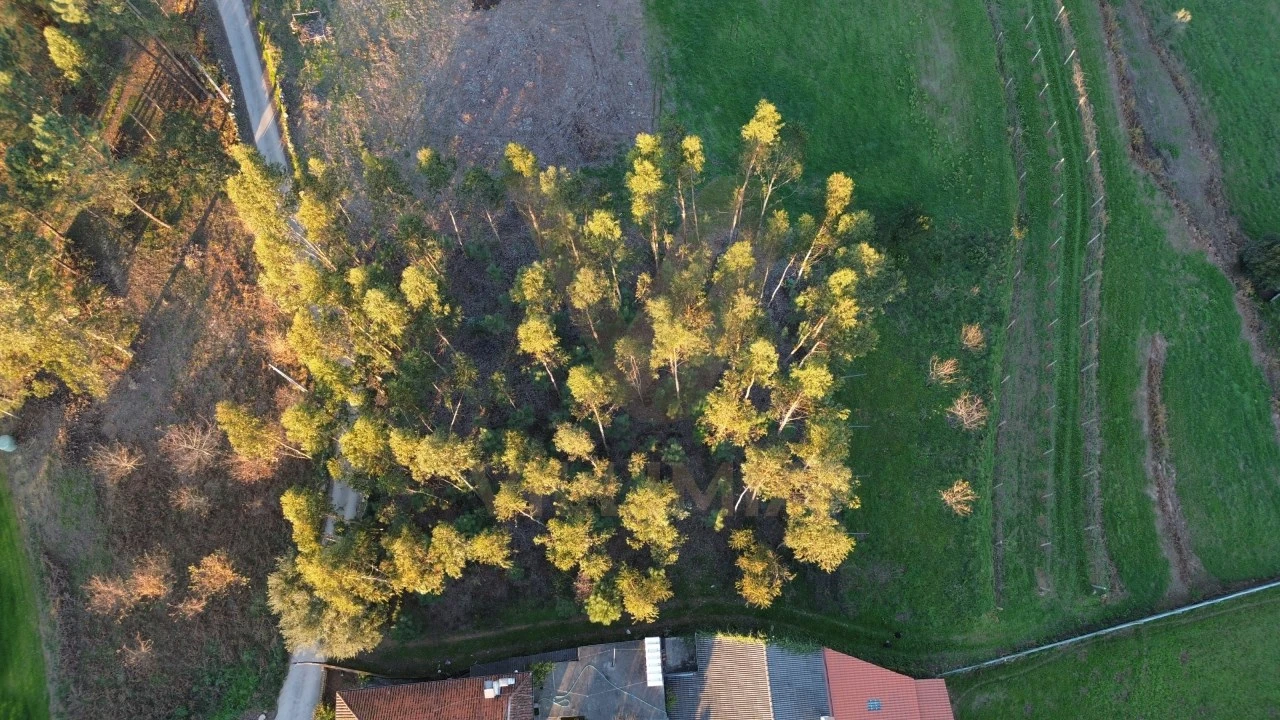 Terreno para Venda em Friastelas Foto 5
