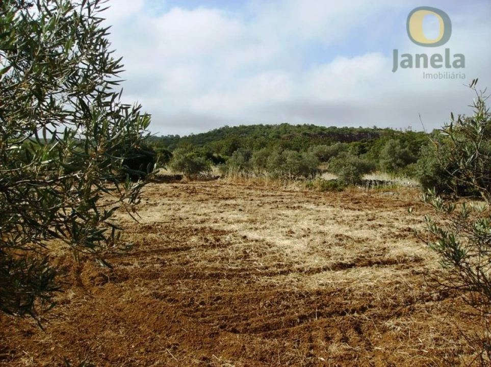 Terreno Agricola ou Rústico para Venda em Moncarapacho e Fuseta Foto 2