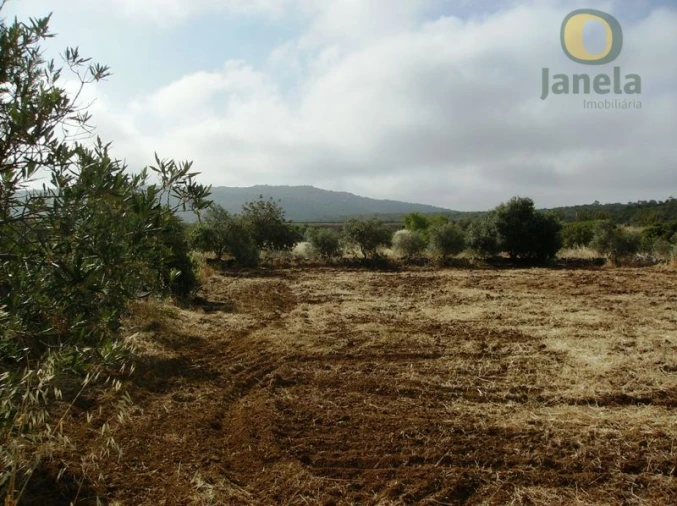 Terreno Agricola ou Rústico para Venda em Moncarapacho e Fuseta Foto 3