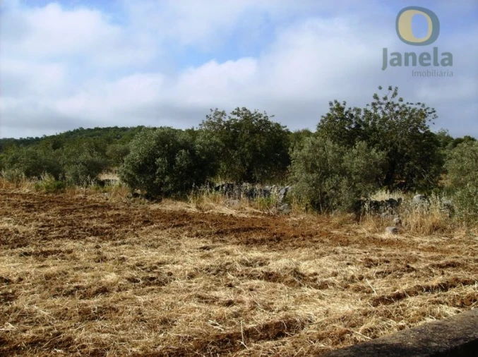 Terreno Agricola ou Rústico para Venda em Moncarapacho e Fuseta Foto 4
