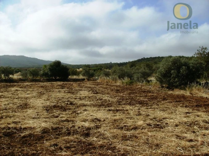 Terreno Agricola ou Rústico para Venda em Moncarapacho e Fuseta Foto 5