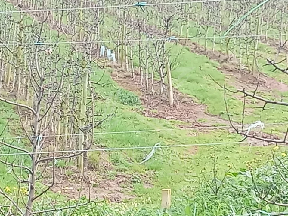 Terreno para Venda em Carvalhal Benfeito Foto 6