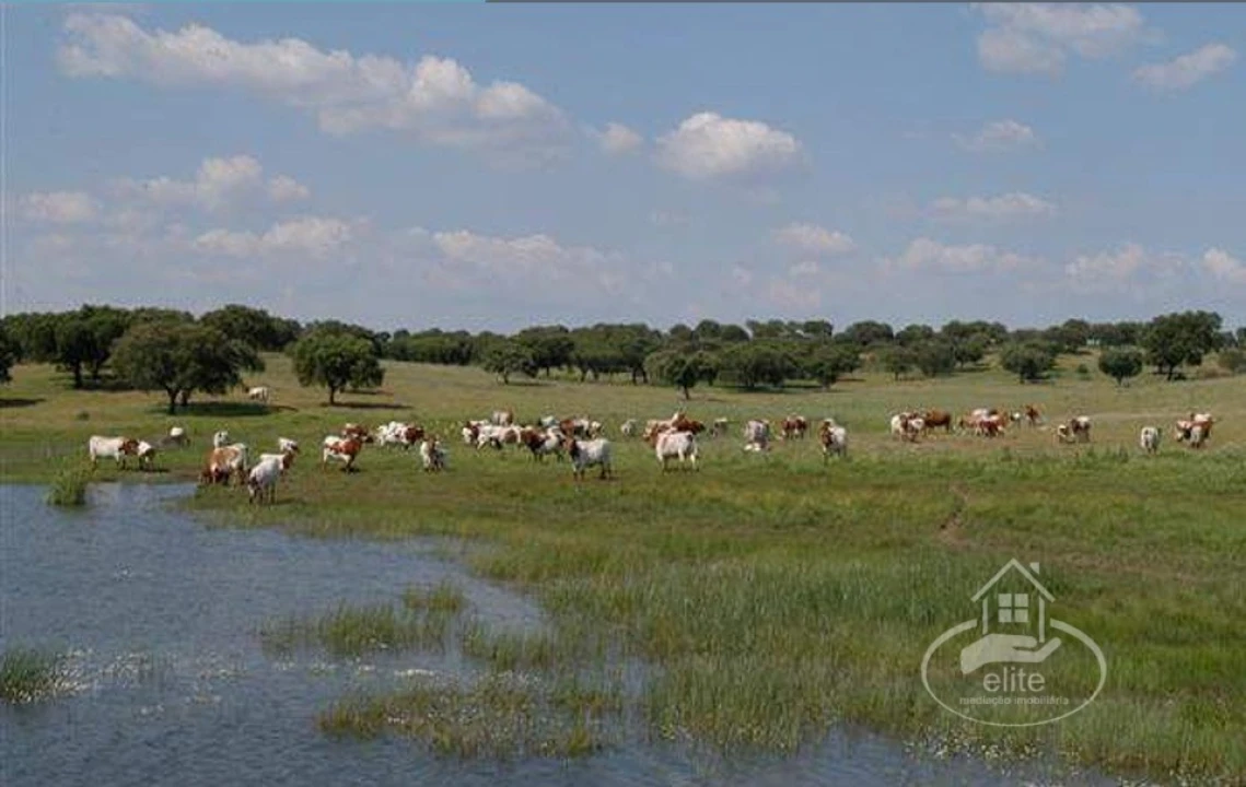 Quinta T8 para Venda em Nossa Senhora da Tourega e Nossa Senhora de Guadalupe Foto 6