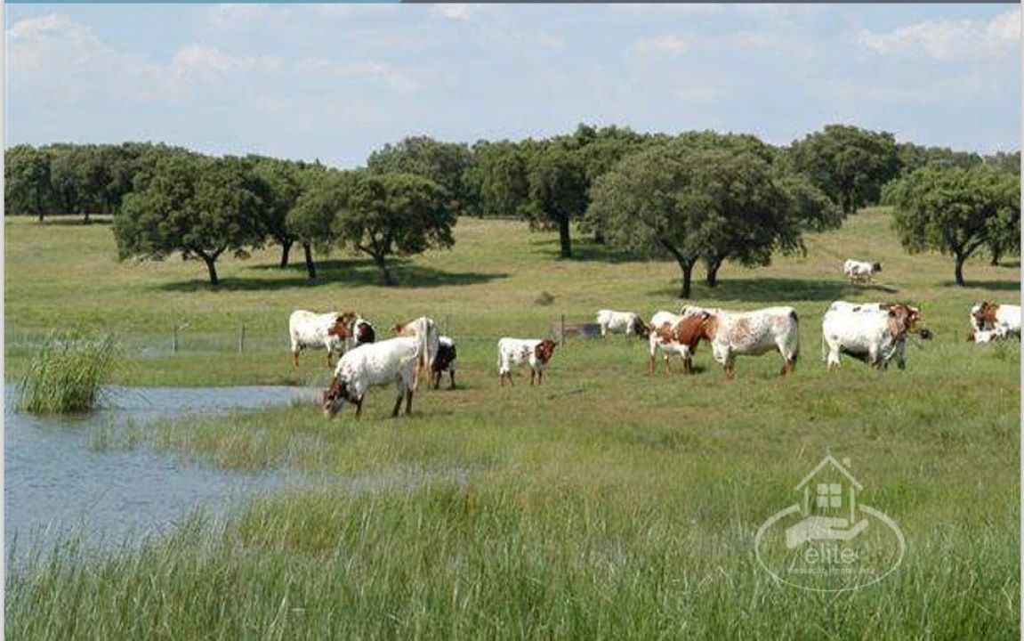 Quinta T8 para Venda em Nossa Senhora da Tourega e Nossa Senhora de Guadalupe Foto 7