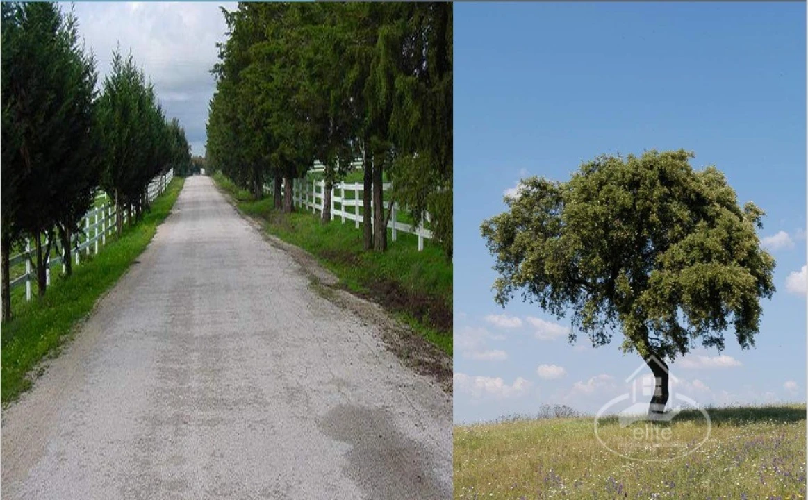 Quinta T8 para Venda em Nossa Senhora da Tourega e Nossa Senhora de Guadalupe Foto 17